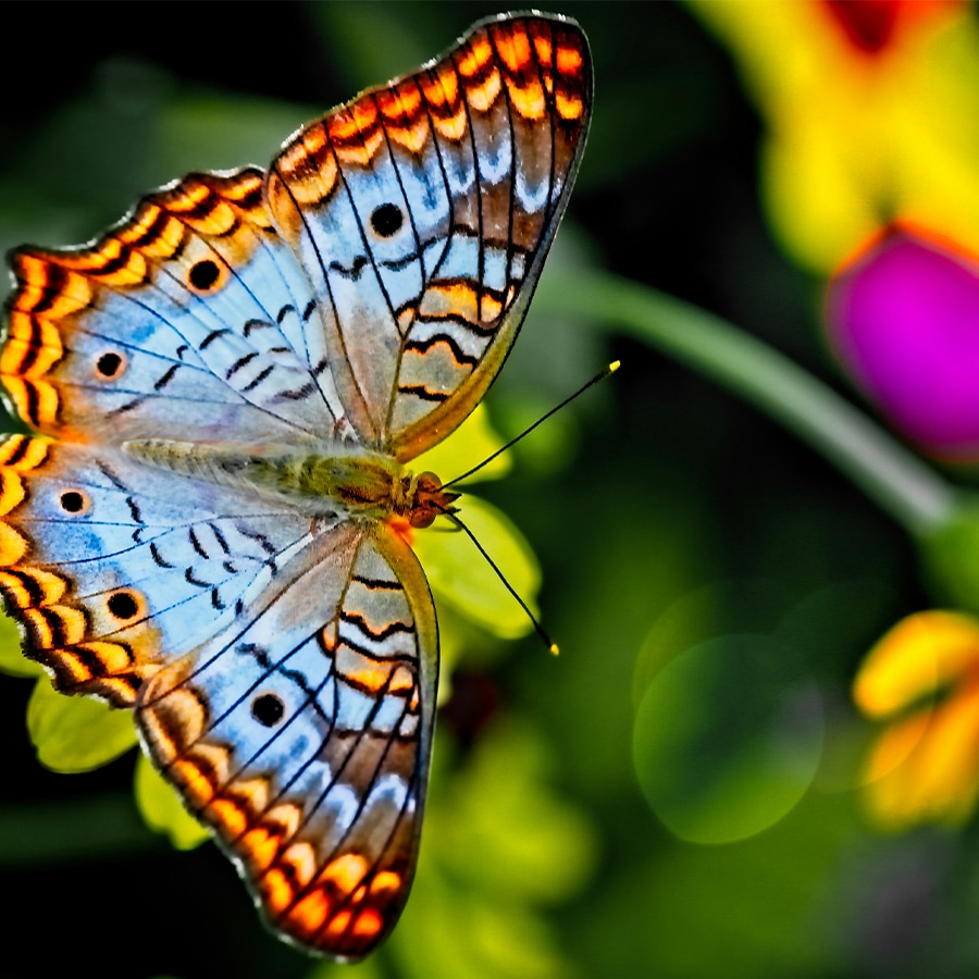 Blue and orange butterfly sat ontop of a flower.