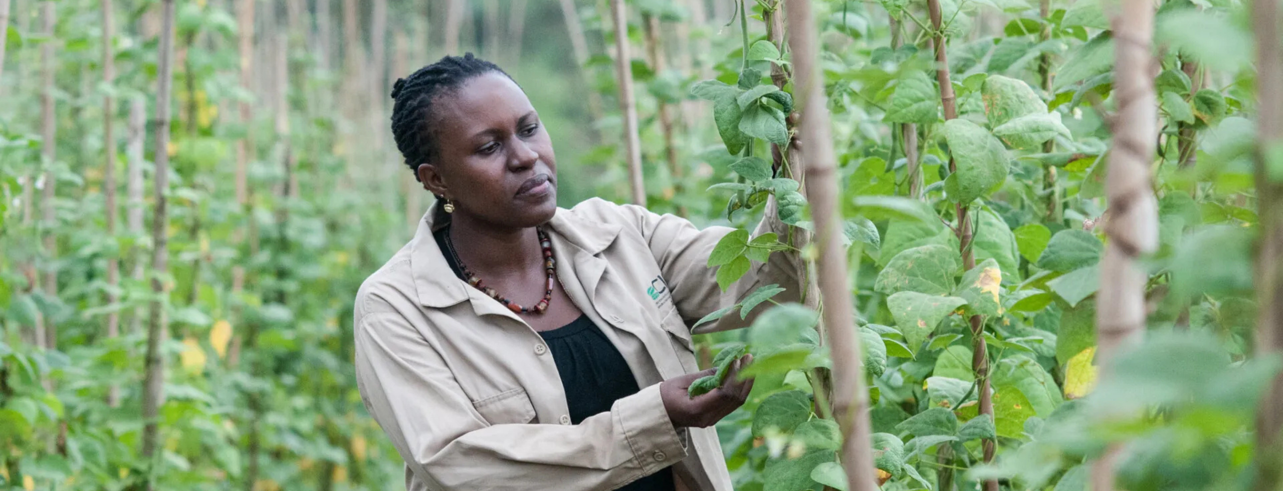 Testing varieties of climate-resilient bean crops in Uganda. Credit: ©2016CIAT/GeorginaSmith
